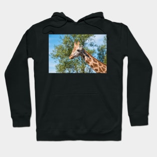 Close up photo of a Rothschild Giraffe head Hoodie